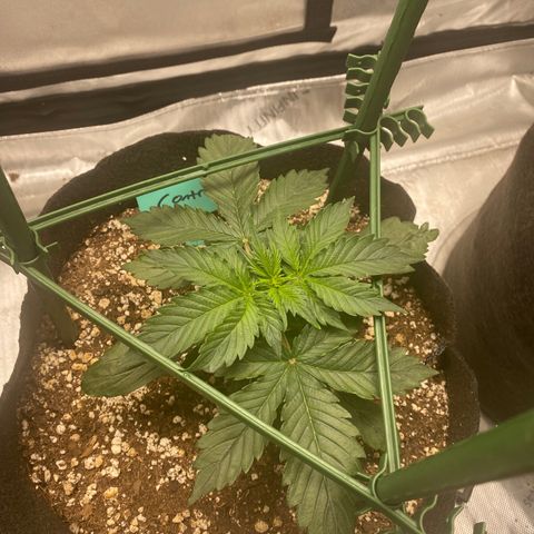 Gorilla Glue Control  growlog timeline photo