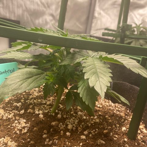 Gorilla Glue Control  growlog timeline photo