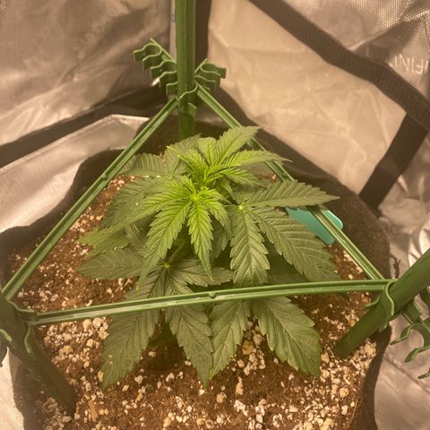 Gorilla Glue Topped  growlog photo: Before and after top. 