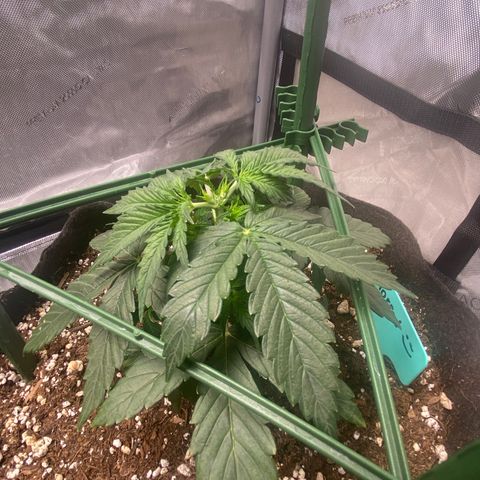 Gorilla Glue Topped  growlog photo: Before and after top. 