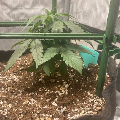 Gorilla Glue Topped  growlog photo: Before and after top. 