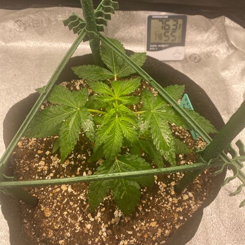 Granite Runtz growlog timeline photo