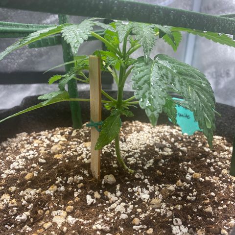 Granite Runtz growlog timeline photo