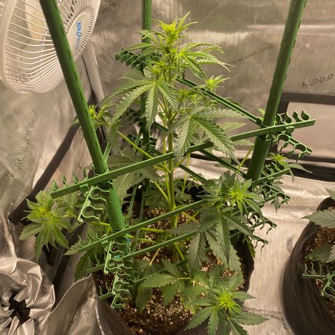 Gorilla Glue LST growlog timeline photo