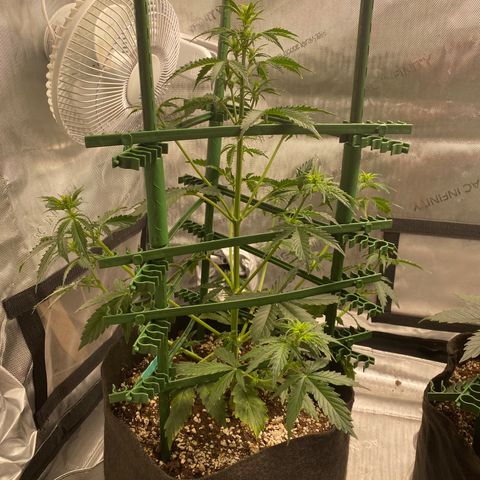 Gorilla Glue LST growlog timeline photo