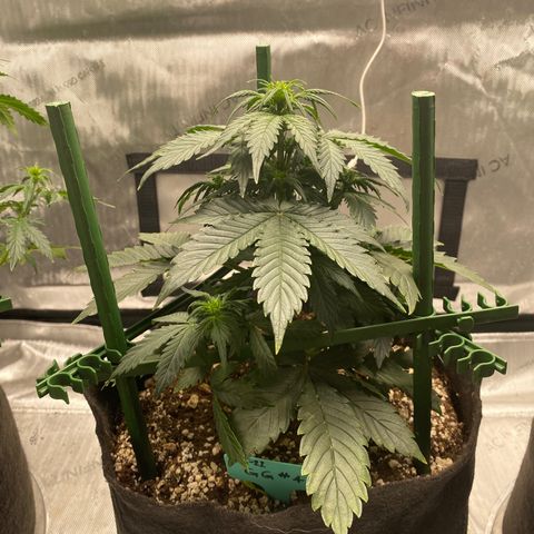 Gorilla Glue Control  growlog timeline photo