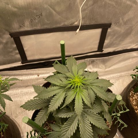 Gorilla Glue Control  growlog timeline photo