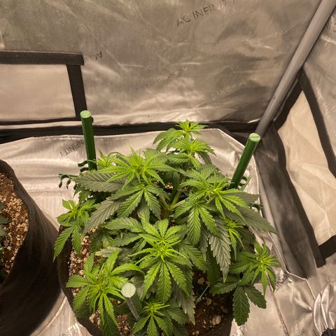 Gorilla Glue Topped  growlog timeline photo