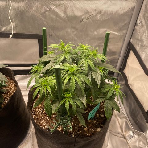 Gorilla Glue Topped  growlog timeline photo