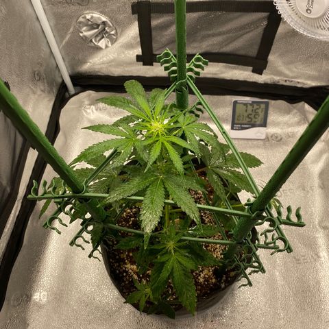 Granite Runtz growlog timeline photo