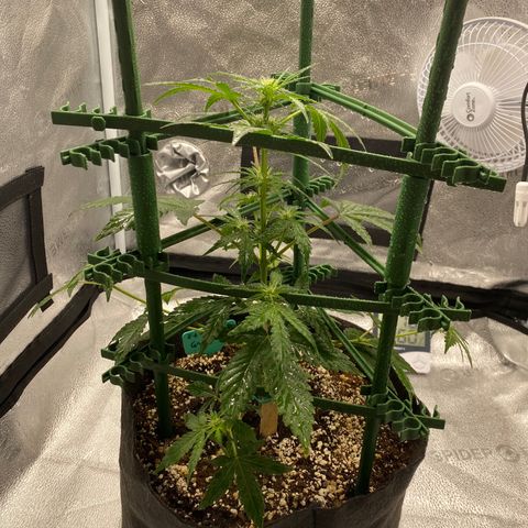 Granite Runtz growlog timeline photo