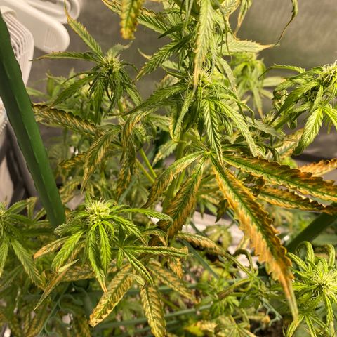 Gorilla Glue LST growlog timeline photo