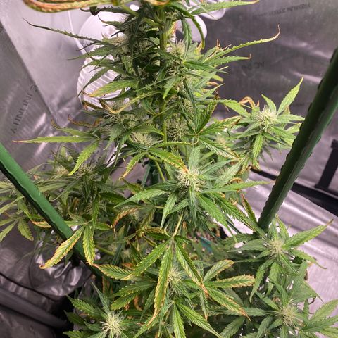 Gorilla Glue LST growlog timeline photo