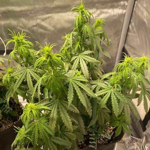 Gorilla Glue Topped  growlog timeline photo