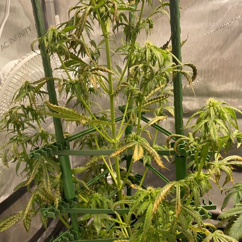 Gorilla Glue LST growlog timeline photo