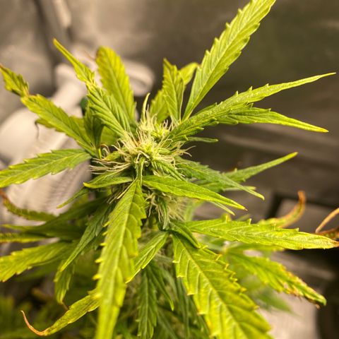 Gorilla Glue LST growlog timeline photo