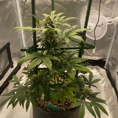 Granite Runtz growlog timeline photo