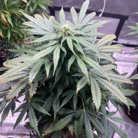 Gorilla Glue Control  growlog timeline photo