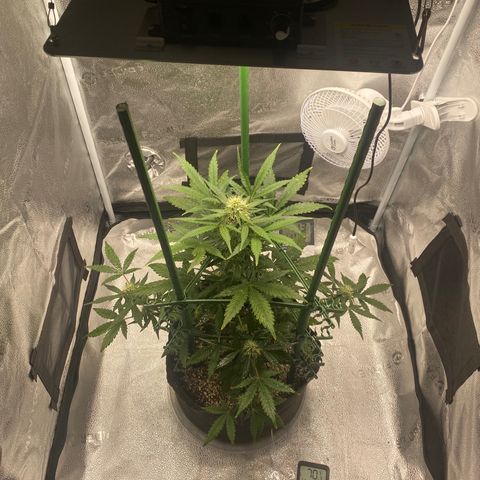 Granite Runtz growlog timeline photo