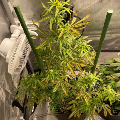 Gorilla Glue LST growlog timeline photo