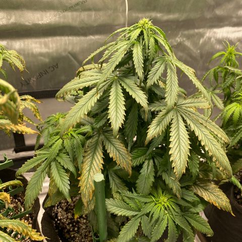 Gorilla Glue Control  growlog timeline photo