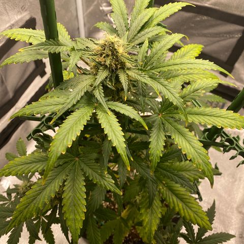 Granite Runtz growlog timeline photo