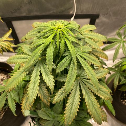 Gorilla Glue Control  growlog timeline photo