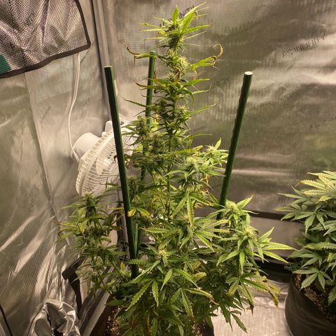 Gorilla Glue LST growlog timeline photo