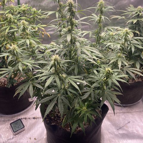 Gorilla Glue Topped  growlog timeline photo