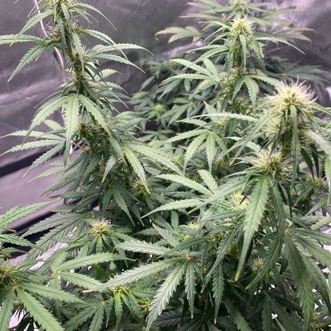 Gorilla Glue Topped  growlog timeline photo