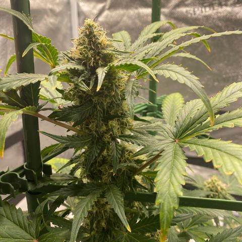 Granite Runtz growlog timeline photo