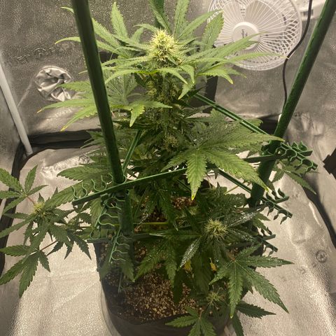 Granite Runtz growlog timeline photo