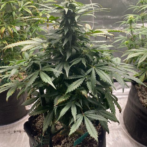 Gorilla Glue Control  growlog timeline photo