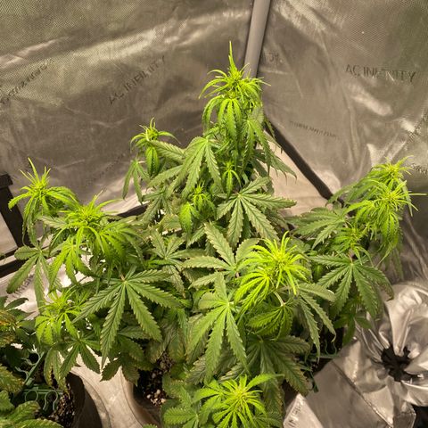 Gorilla Glue Topped  growlog timeline photo