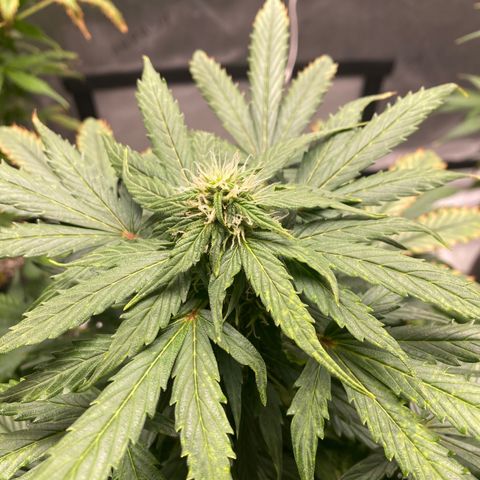 Gorilla Glue Control  growlog timeline photo