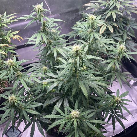 Gorilla Glue Topped  growlog timeline photo