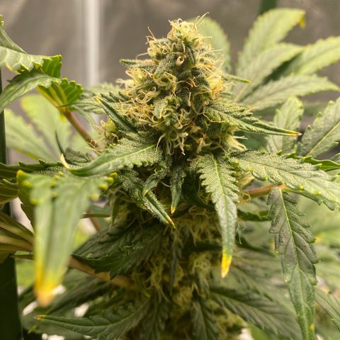 Granite Runtz growlog timeline photo