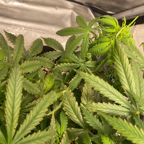 Gorilla Glue Topped  growlog timeline photo