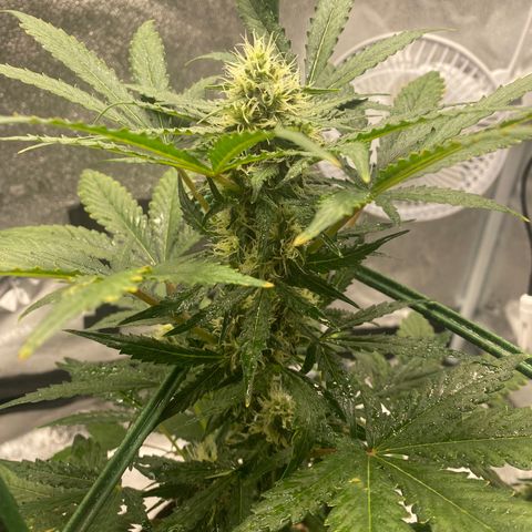 Granite Runtz growlog timeline photo