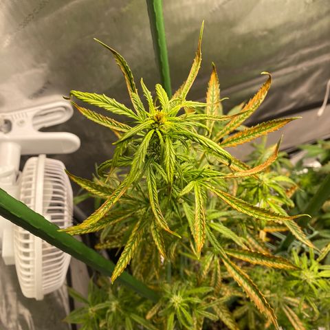 Gorilla Glue LST growlog timeline photo