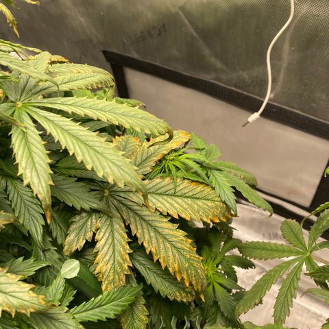 Gorilla Glue Control  growlog timeline photo