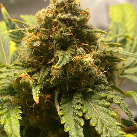 Granite Runtz growlog timeline photo