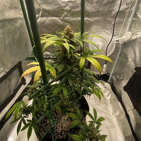 Granite Runtz growlog timeline photo