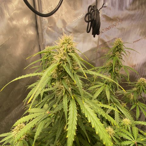 Gorilla Glue Topped  growlog timeline photo