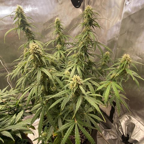 Gorilla Glue Topped  growlog timeline photo