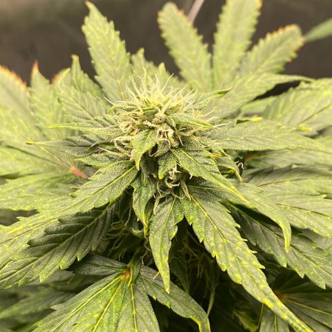 Gorilla Glue Control  growlog timeline photo
