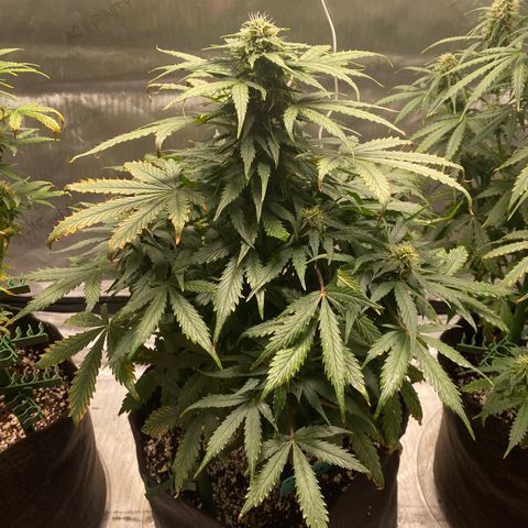 Gorilla Glue Control  growlog timeline photo