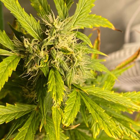 Gorilla Glue LST growlog timeline photo