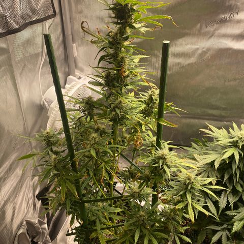 Gorilla Glue LST growlog timeline photo