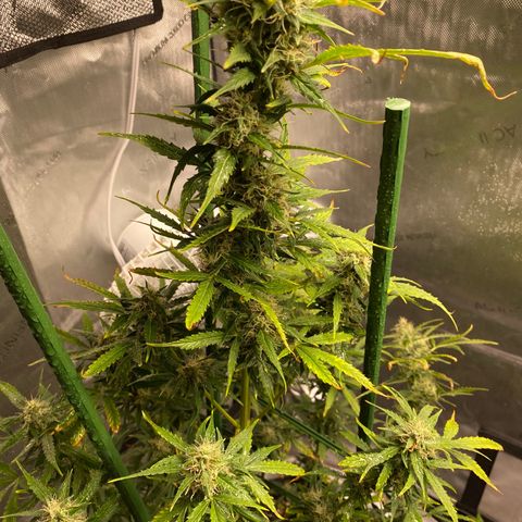 Gorilla Glue LST growlog timeline photo